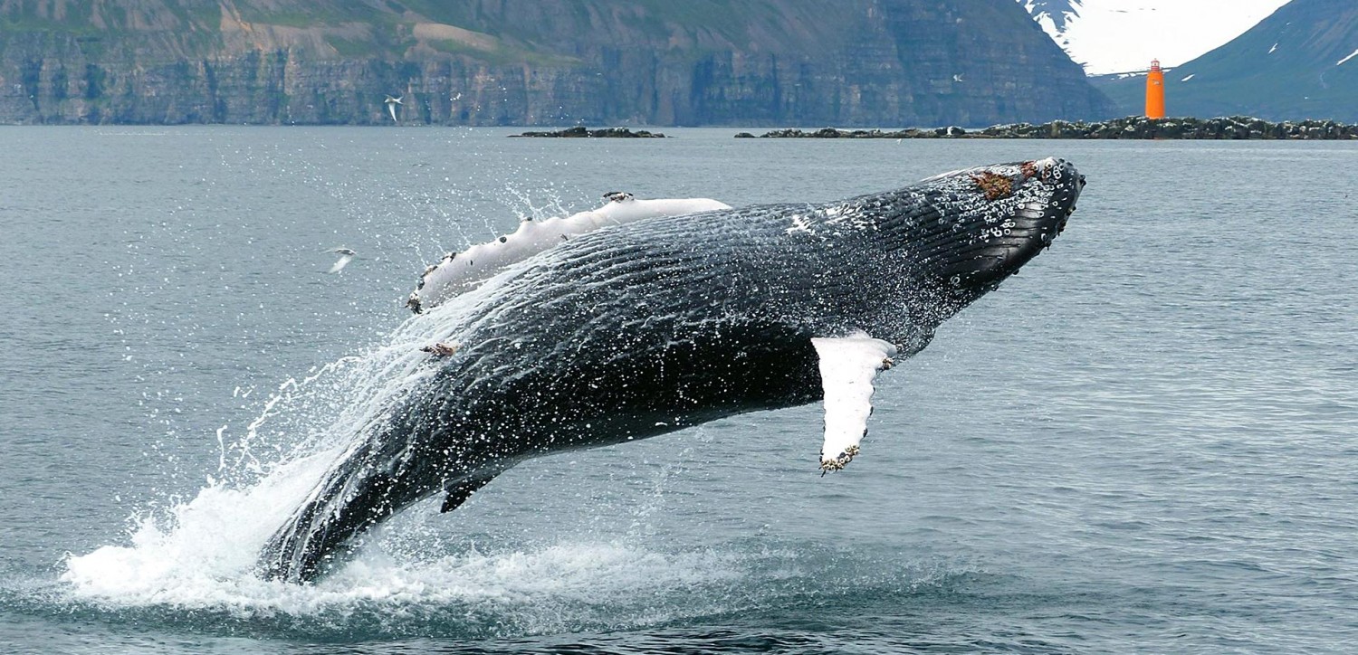 whale watching hauganes