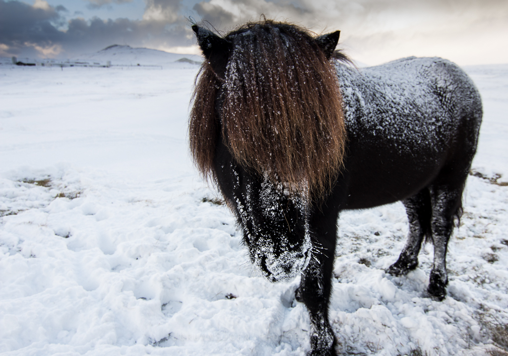 icelandic horses - our friends