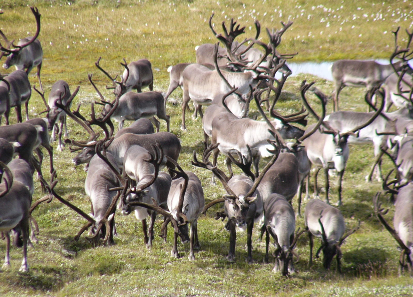 Reindeer Safari 