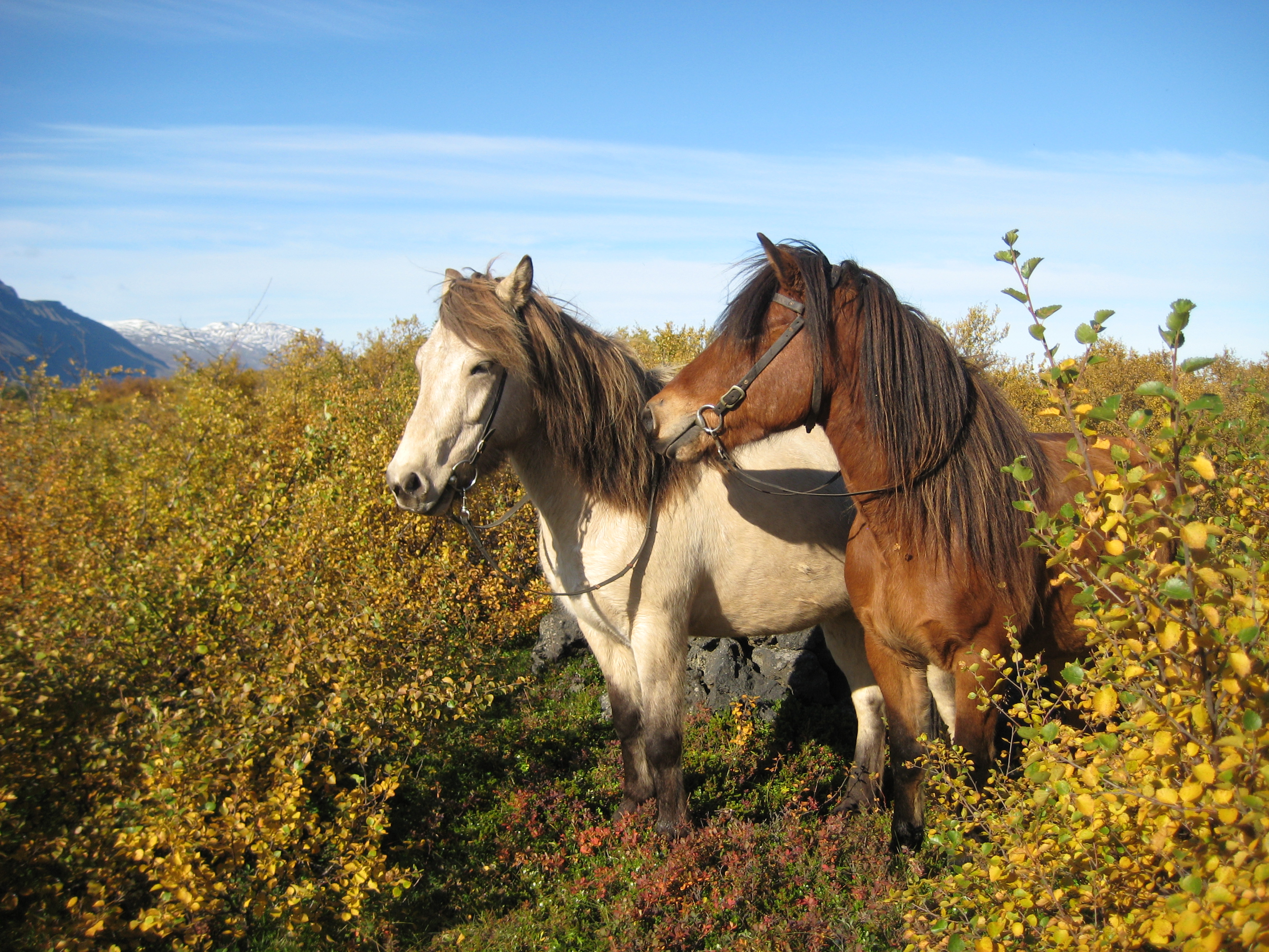 Horse-riding near Husavik | Family-friendly Excursion