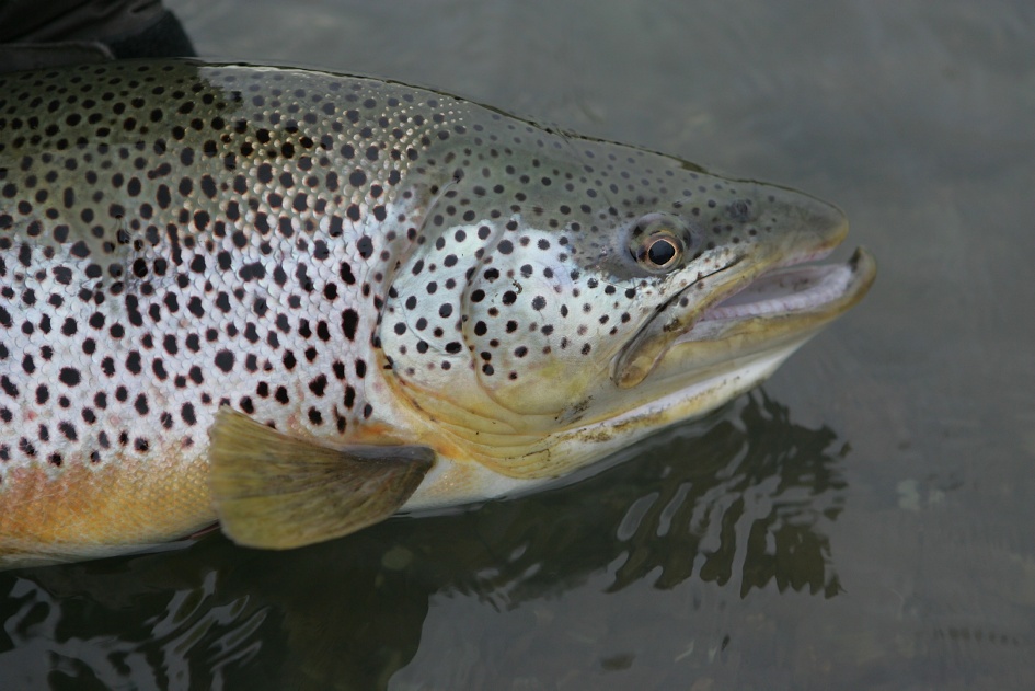 Sea Trout Char And Salmon Day Tour Fishing To A Great