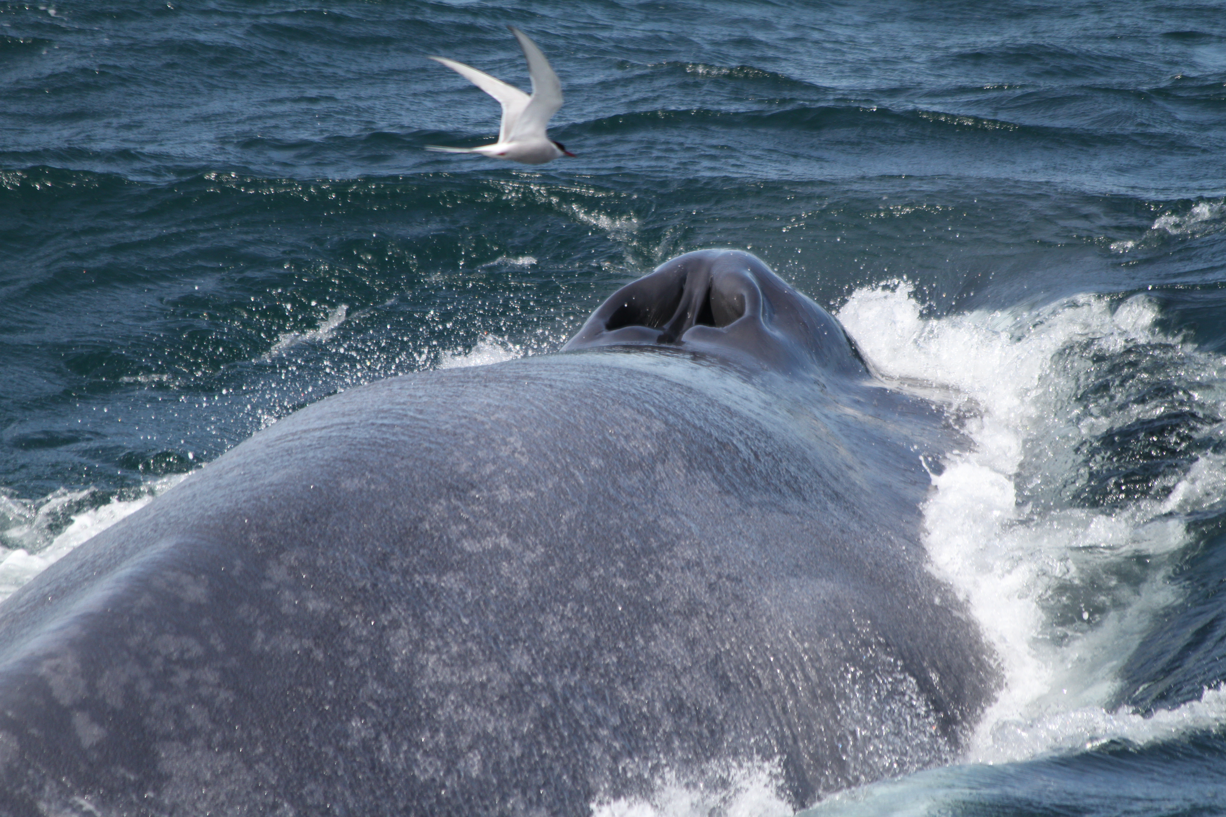 Whale Watching H Sav K Guide To Iceland