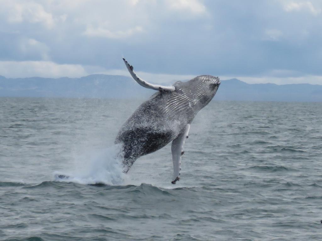 Whale Watching Tour from Reykjavik | Guide to Iceland