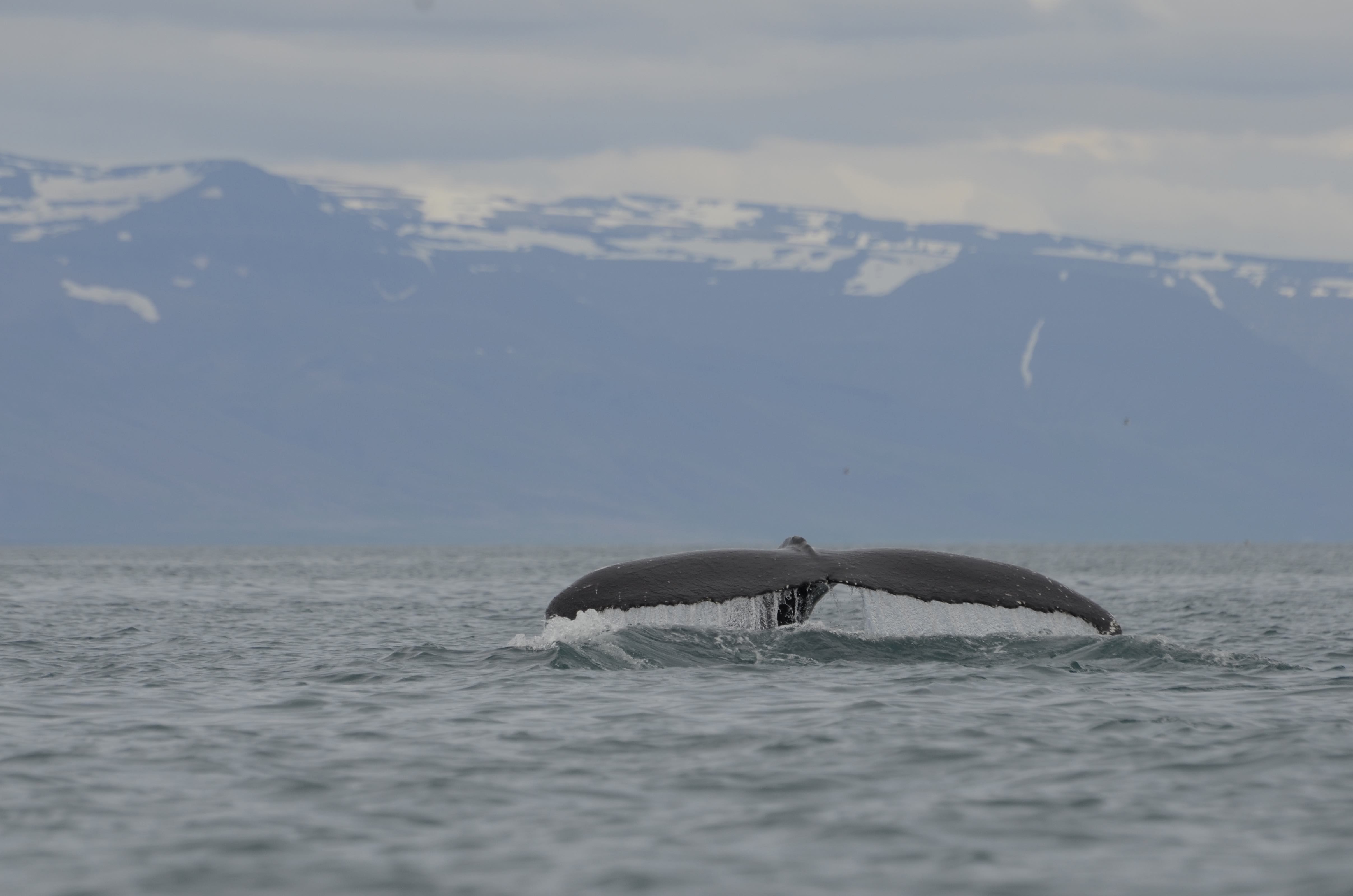 Whales, Sea Birds & Eyjafjord | Guide to Iceland