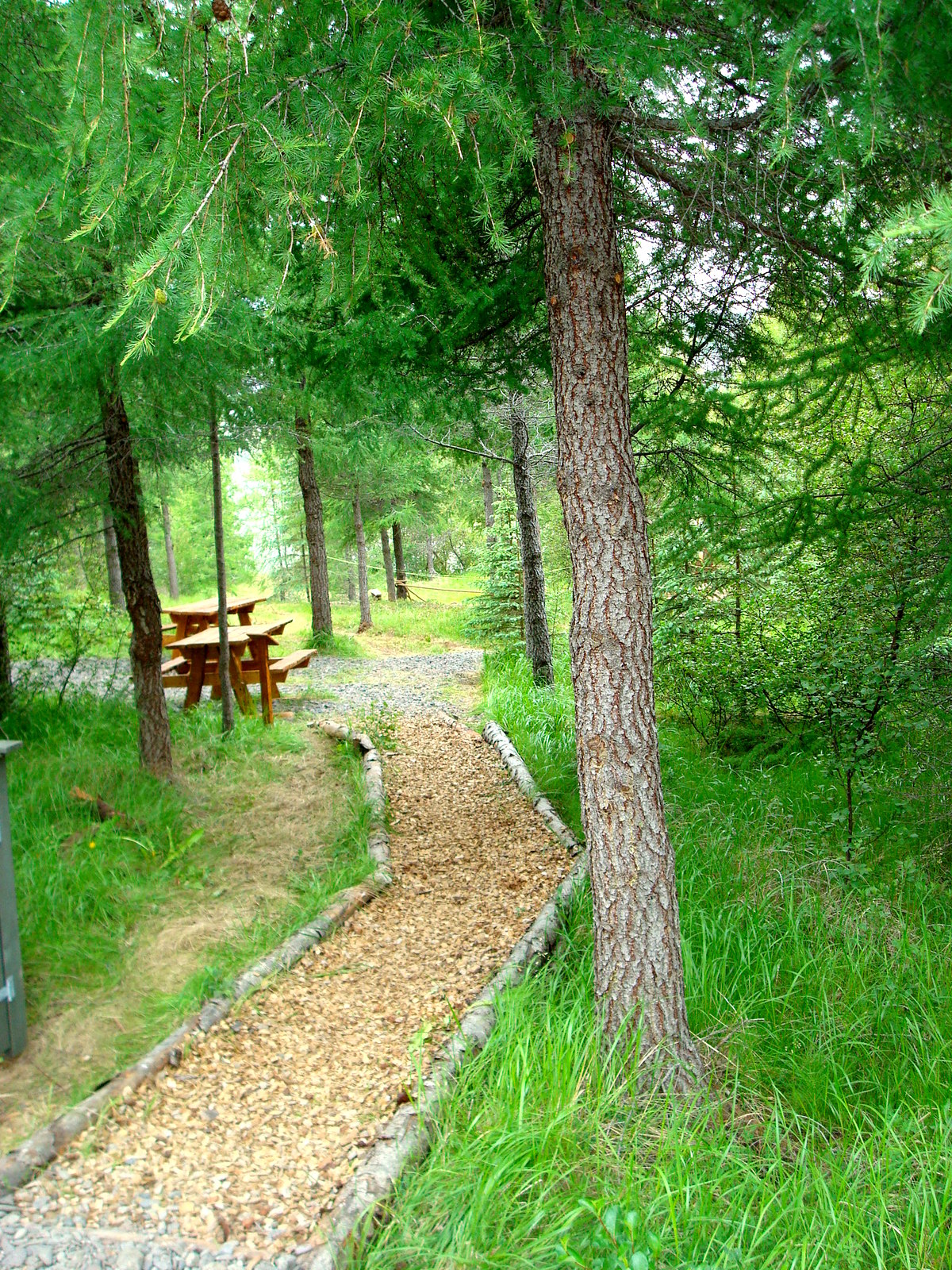 Hallormssta ask gur Forest  Iceland s largest  forest 