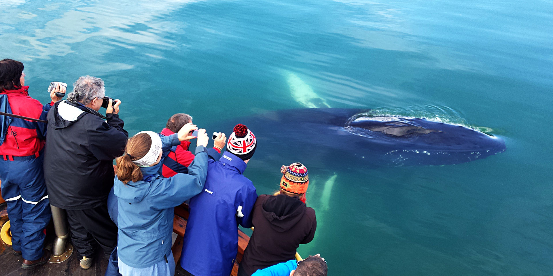 Китовое сафари в Исландии