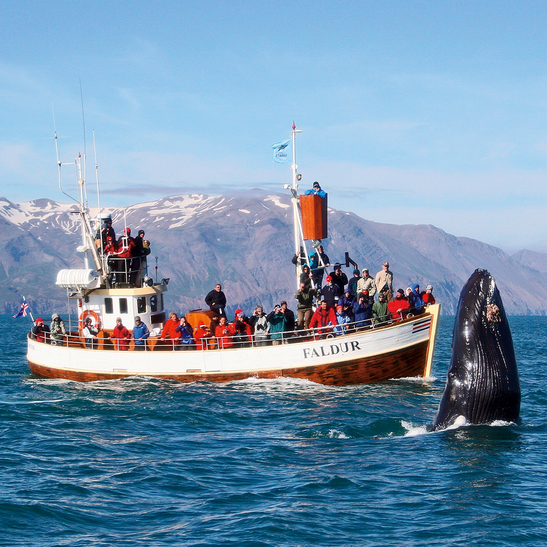 whale watching tour iceland husavik