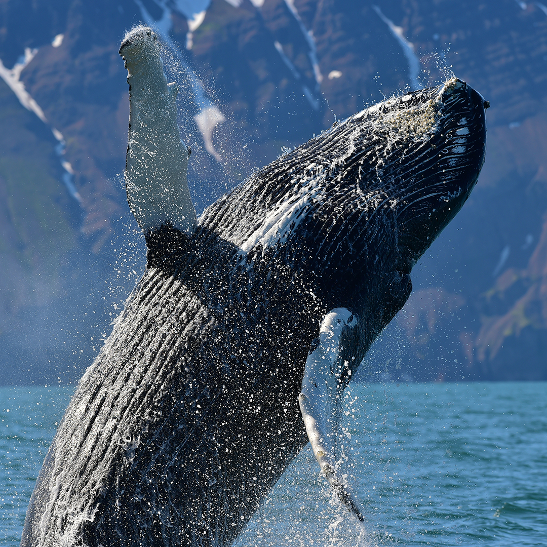 Húsavík Traditional Whale Watching Guide to Iceland