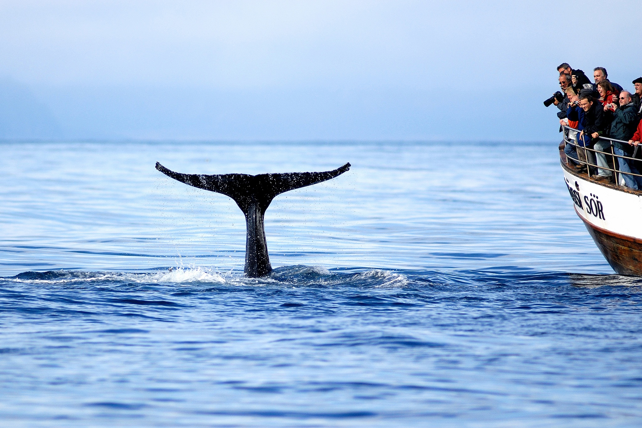 best time to visit iceland whale watching