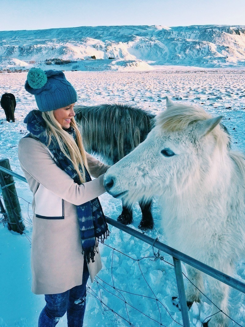 冬天在冰島和冰島馬見面