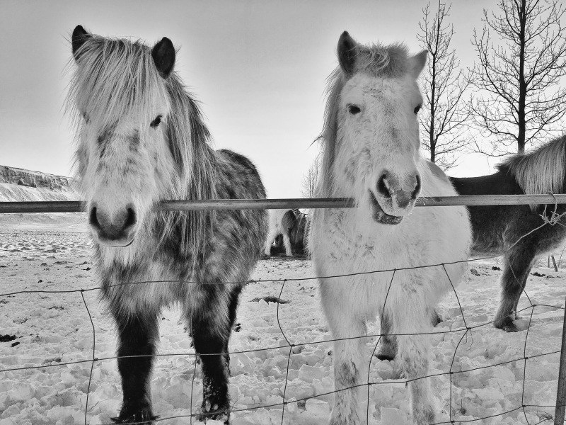冰島冬季的冰島馬