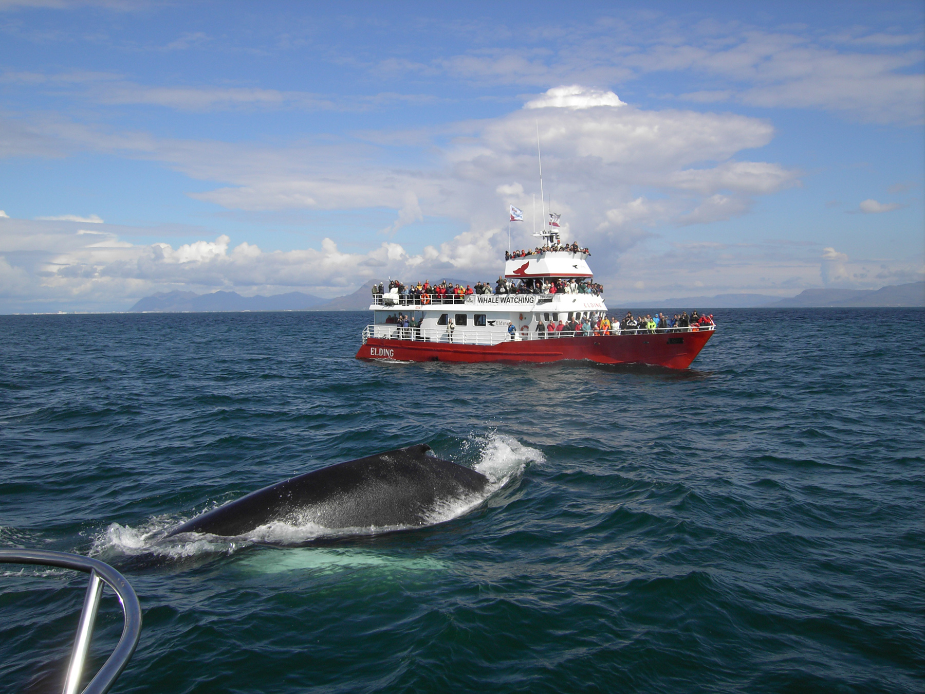 reykjavik iceland whale watching tour