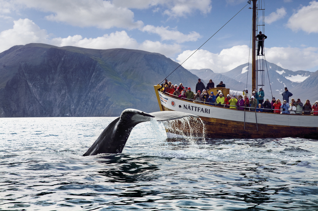 whale tour husavik iceland