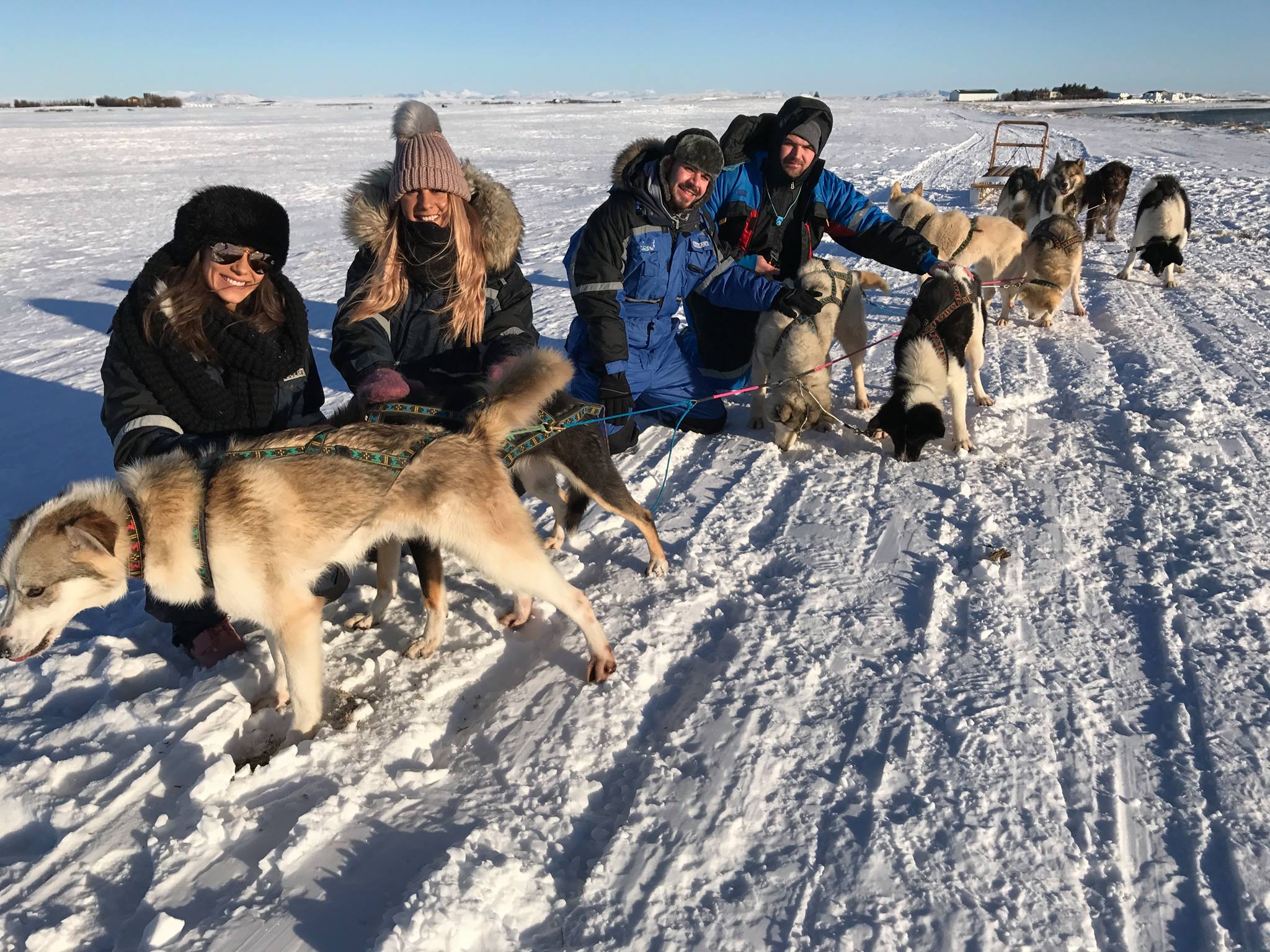 iceland dog sled tours