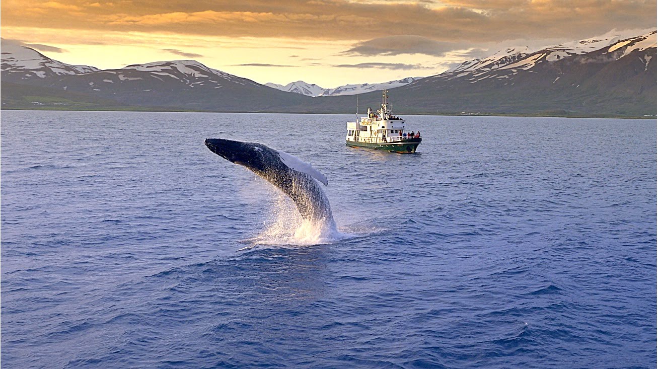 reykjavik iceland whale watching tour