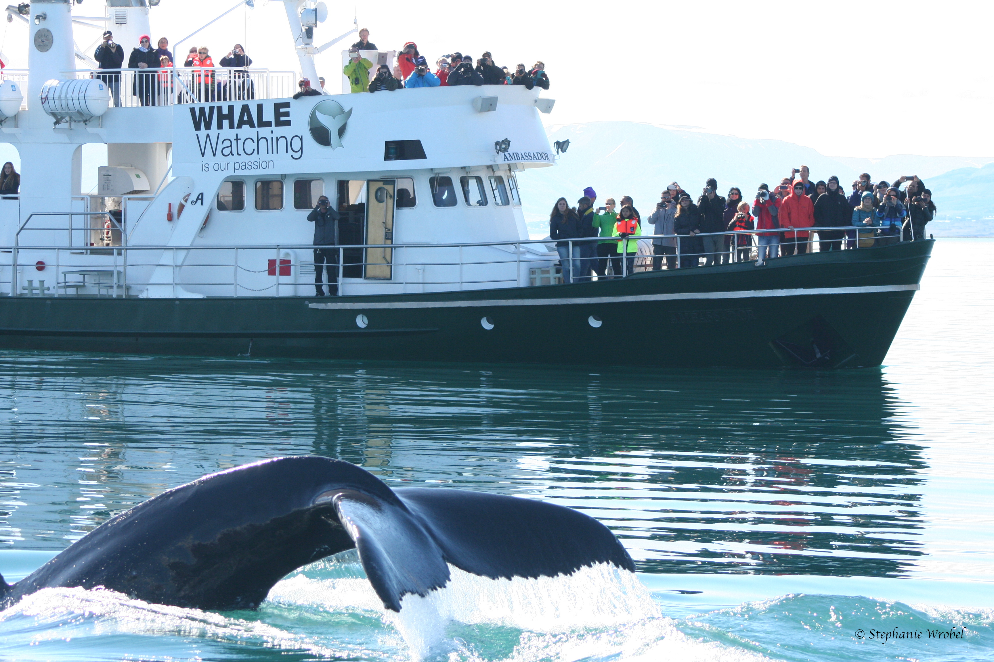 whale watching tour