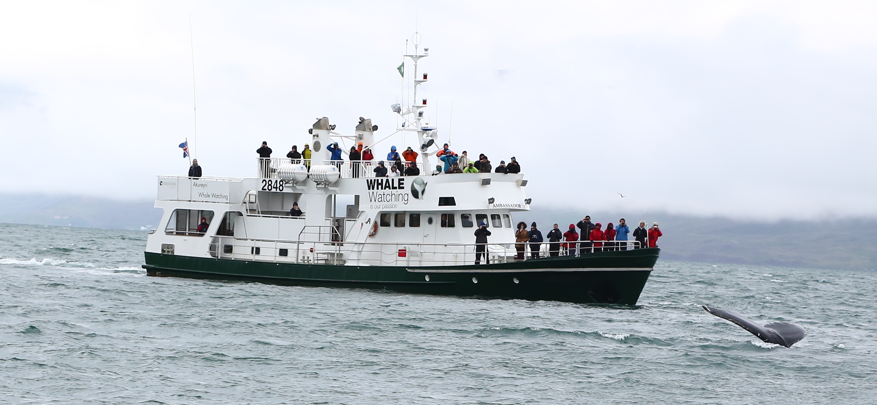 Reykjavik - Whale Watching | Guide to Iceland