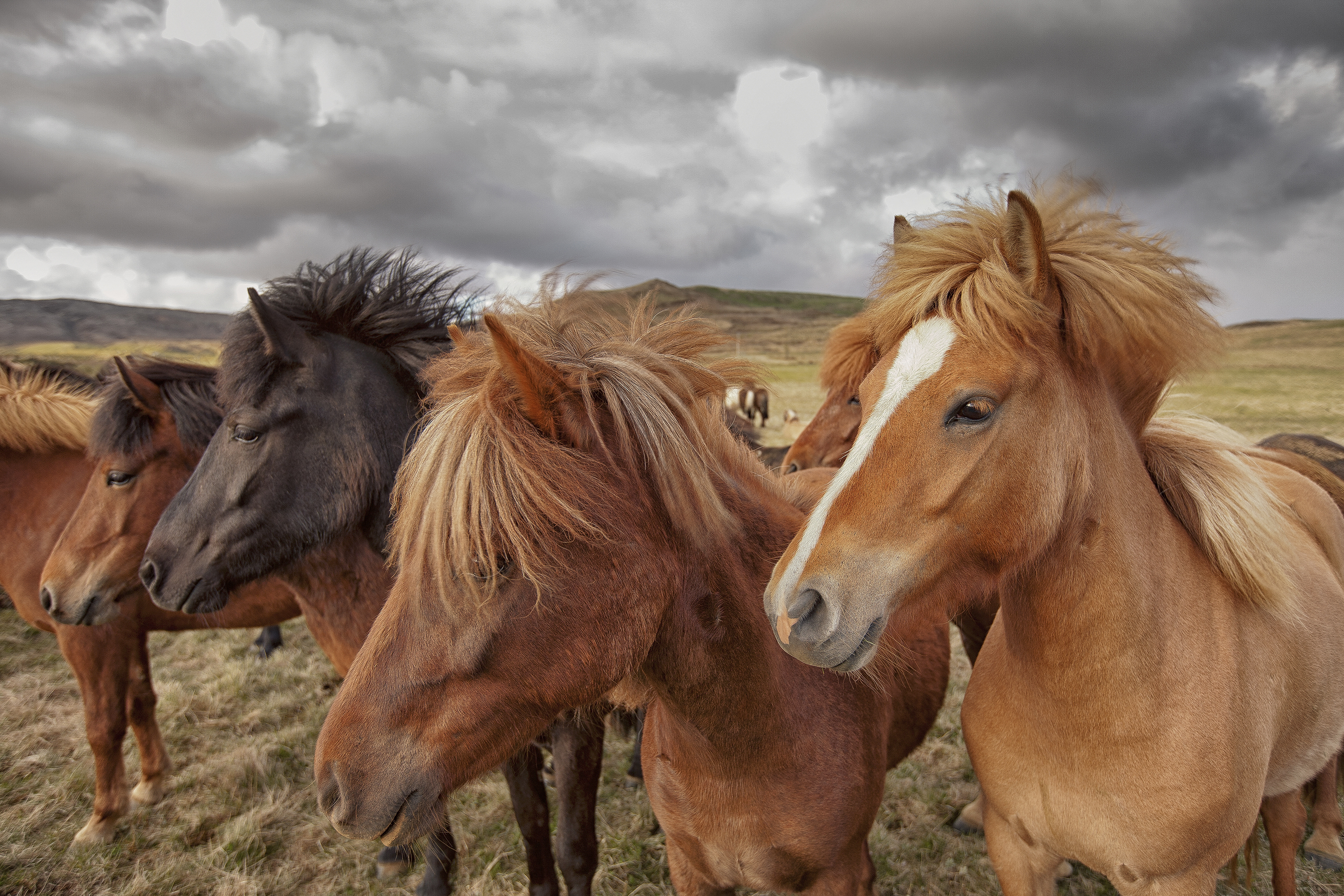 horse tour reykjavik