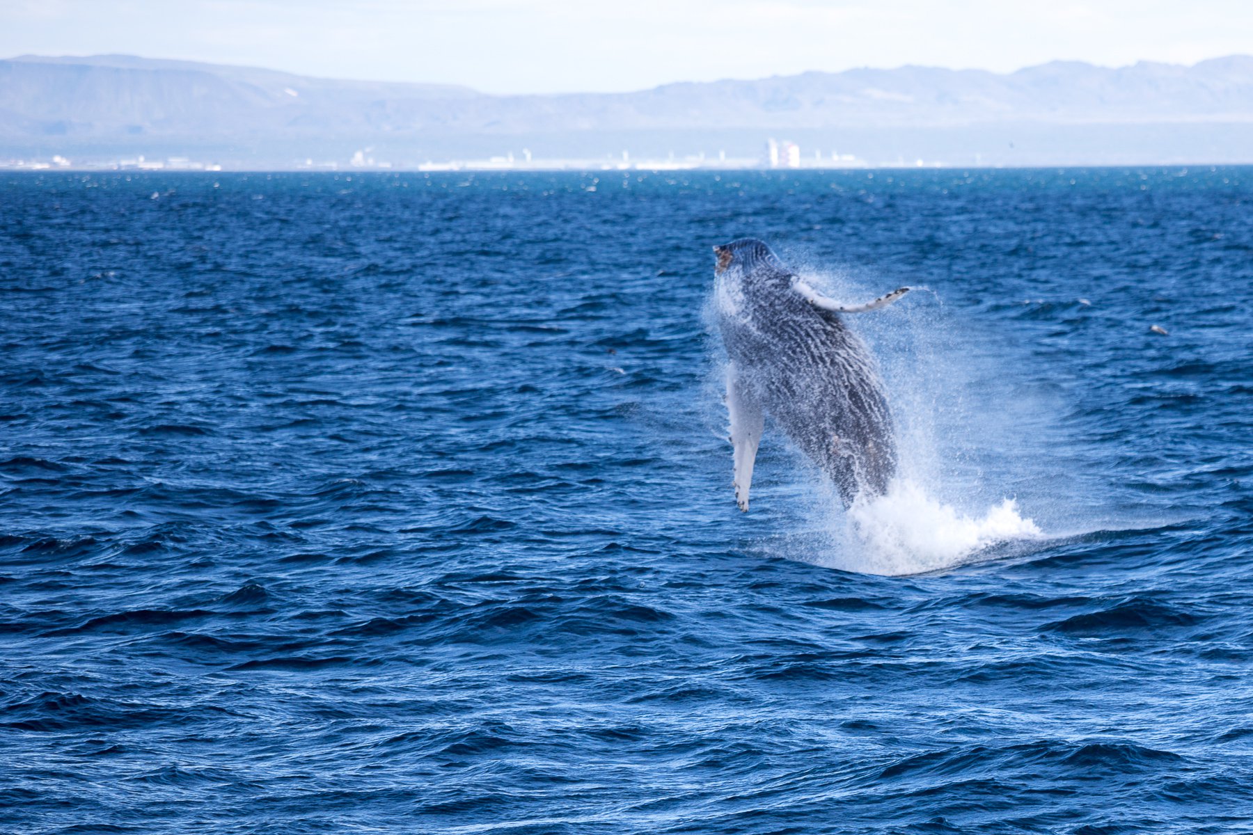 Best Value Whale Watching Trip from Reykjavik | Guide to Iceland