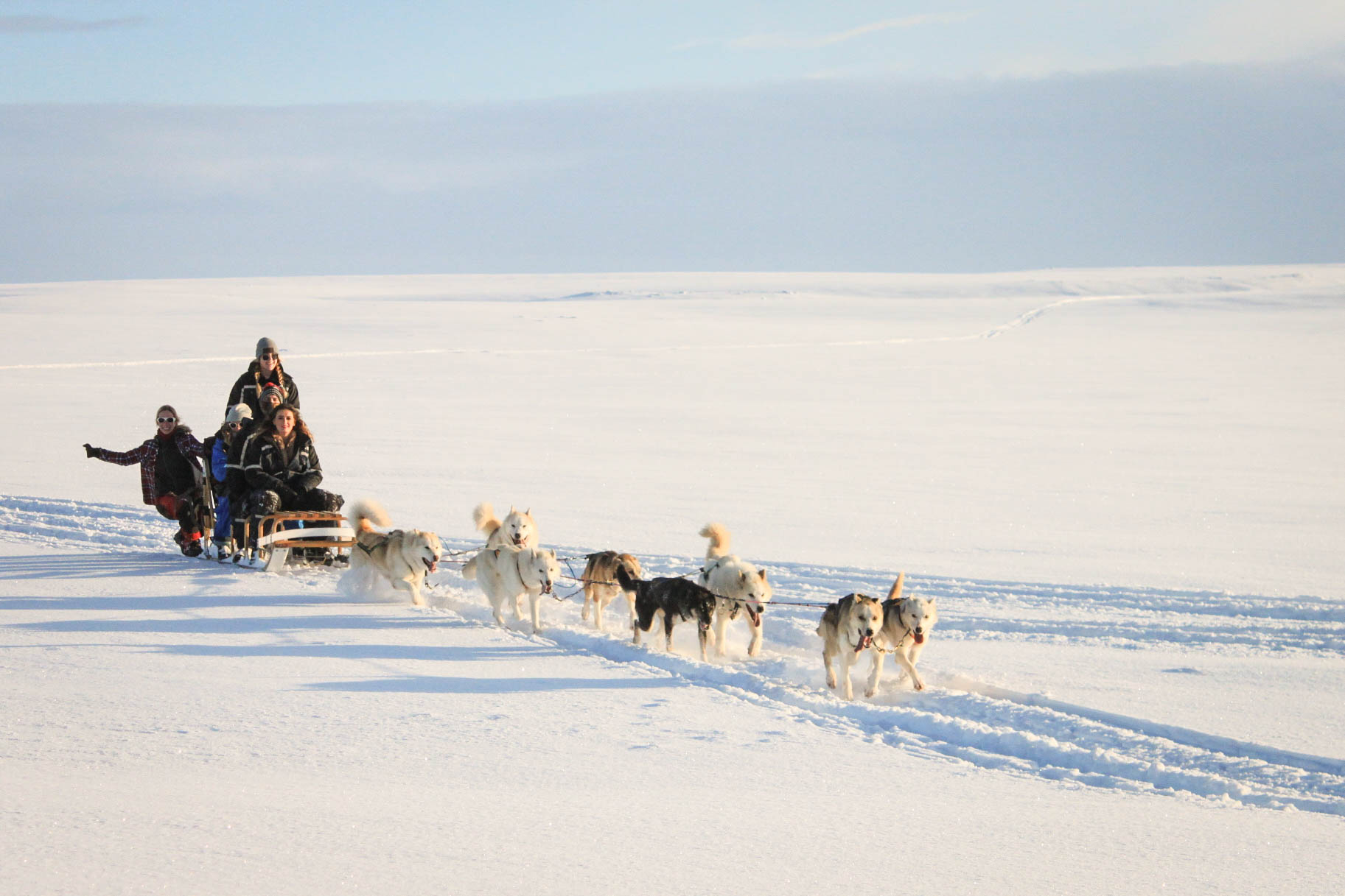 sled dog tour iceland