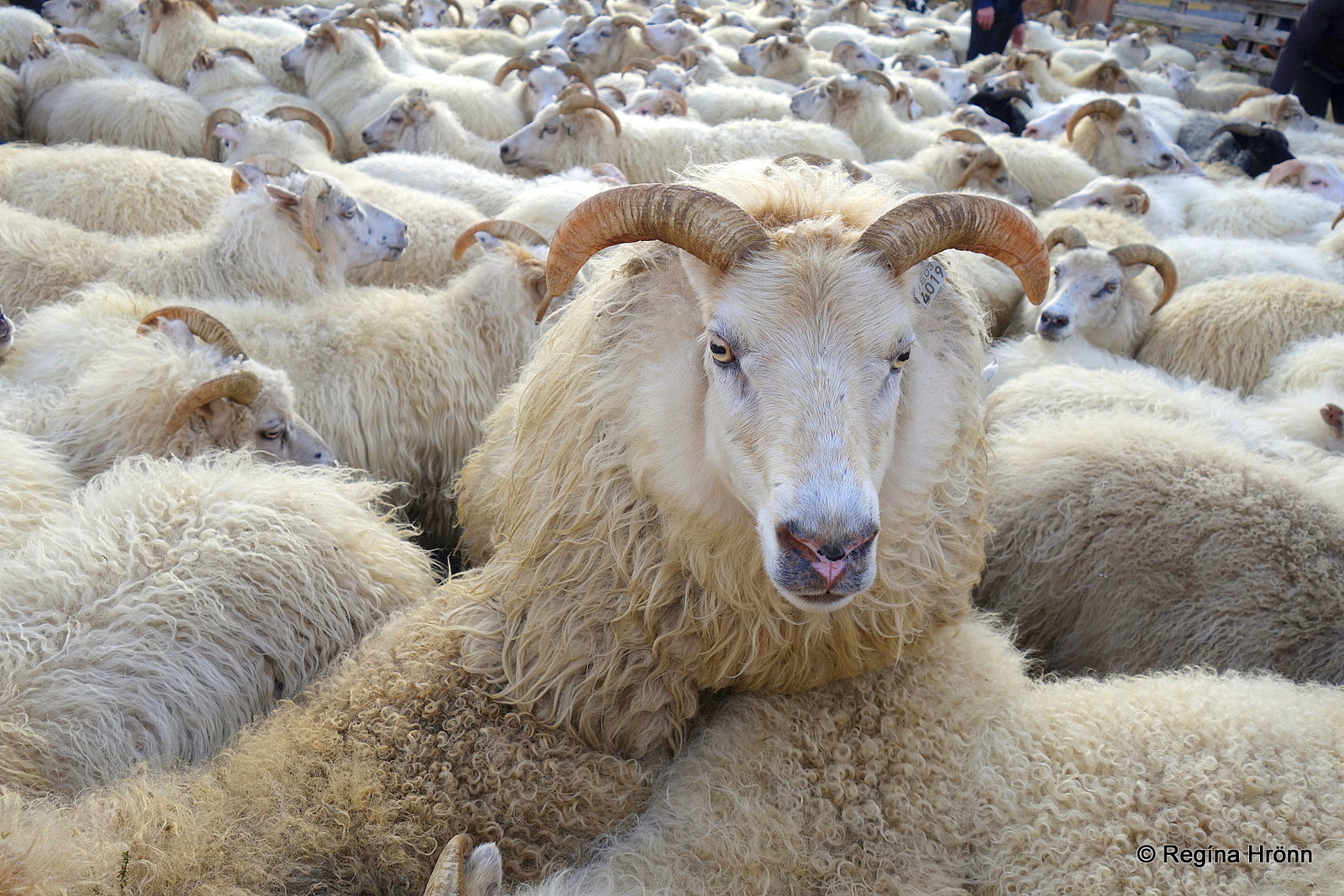 A Visit To Réttir The Annual Round Up Of The Icelandic Sheep